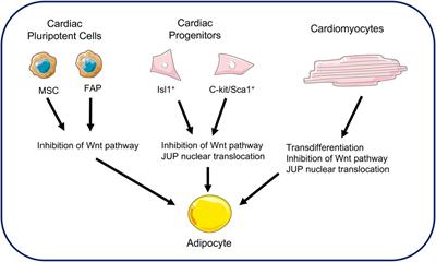 Arrhythmogenic cardiomyopathy as a myogenic disease: highlights from cardiomyocytes derived from human induced pluripotent stem cells